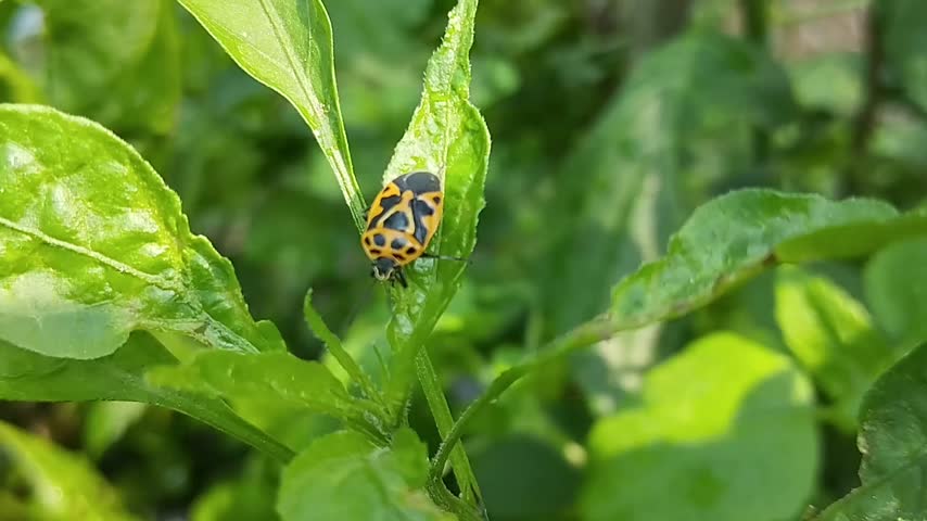 yellow and black leaf beetles that land on green leaves