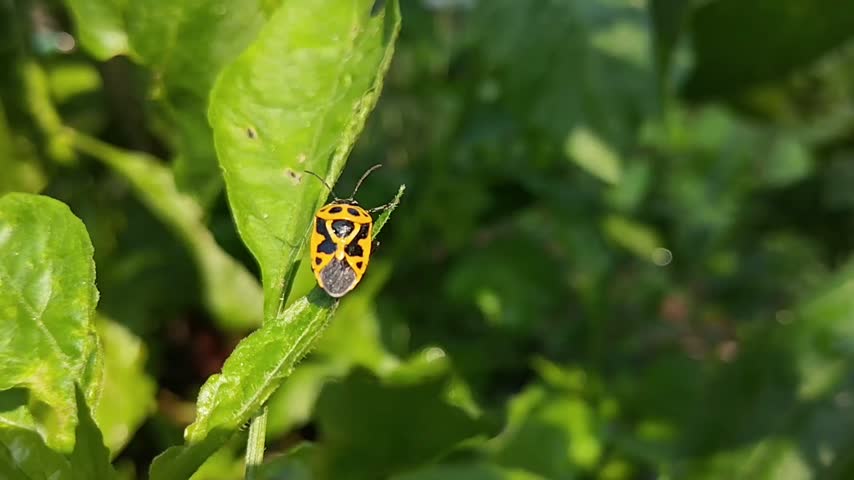 yellow and black leaf beetles that land on green leaves