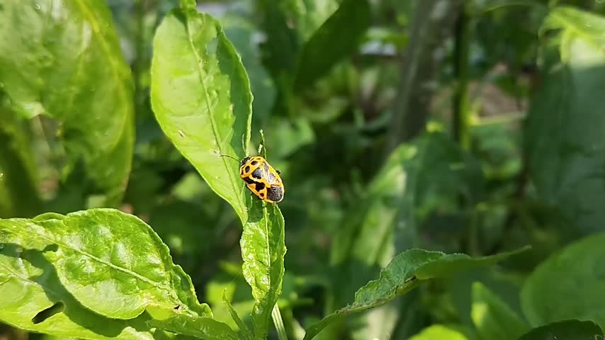 yellow and black leaf beetles that land on green leaves