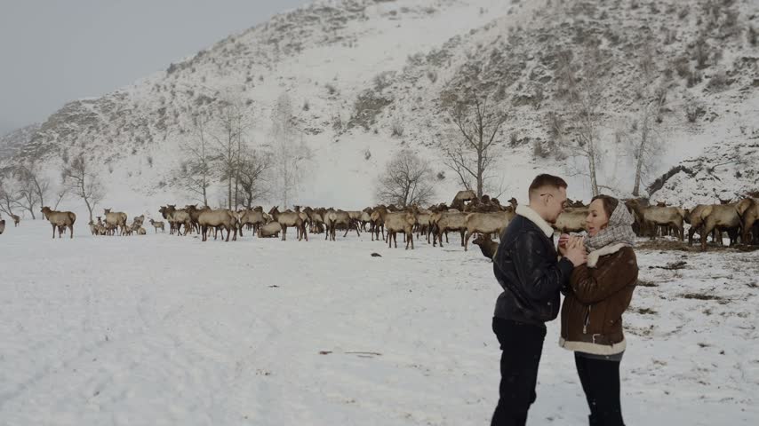 Young couple standing together in a snowy mountain landscape with a large herd of maral deer behind them. Winter travel, wildlife and romantic outdoor scene.