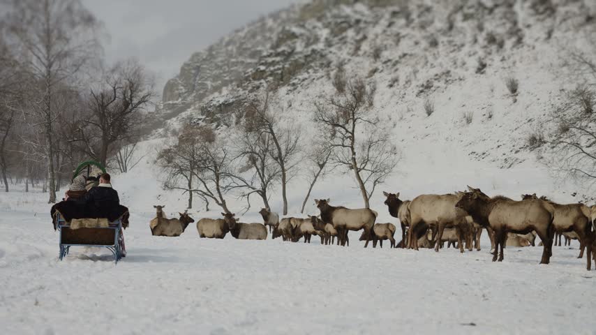 Couple rides a horse drawn sleigh through a snowy mountain landscape near a herd of maral deer. Winter travel, wildlife and outdoor recreation scene.