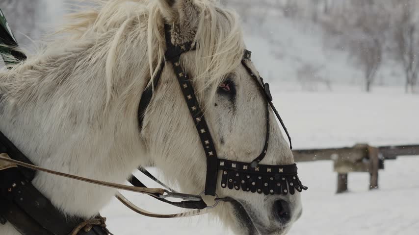Close-up of a white harnessed horse walking through a snowy winter landscape while pulling a sleigh. Traditional horse-drawn transportation in motion.