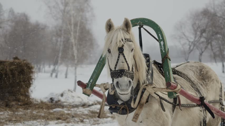 White horse wearing a sleigh harness stands outdoors in a snowy winter landscape. Close view of traditional horse-drawn transport during cold winter weather.