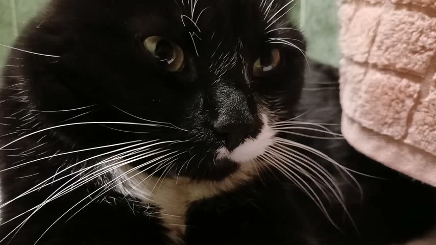 A beautiful black cat closeup.