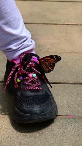 Butterfly perched on a sneaker.