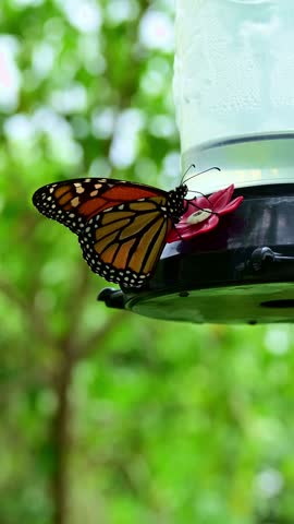 Close-up of a perched monarch butterfly.