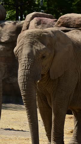 Close-up of a large female elephant