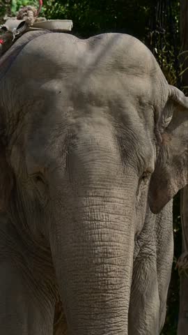 Close-up of an African elephant