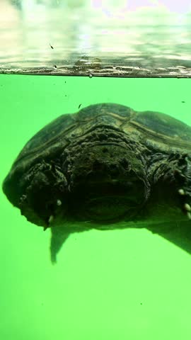 large turtle swimming in the small pond