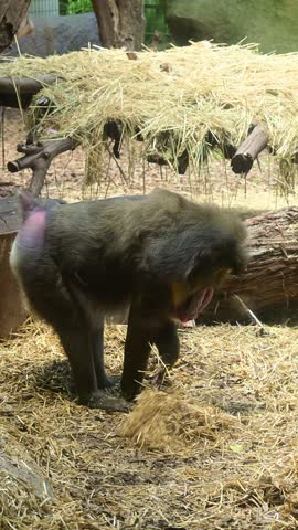 mandrill foraging in the straw.