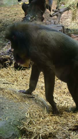 rear view of a seated mandrill