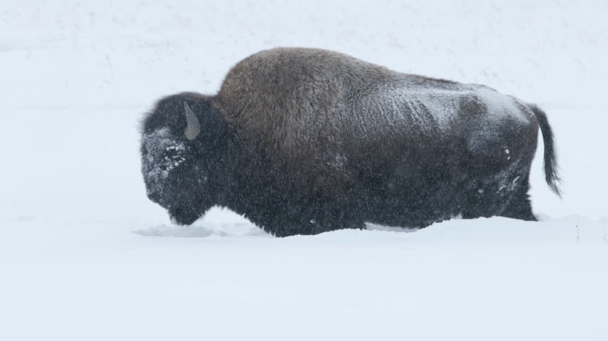 A Huge Bison Stands in a Snowdrift up to its Belly in a Snow Storm Looking around, with Ice on its Face and Back