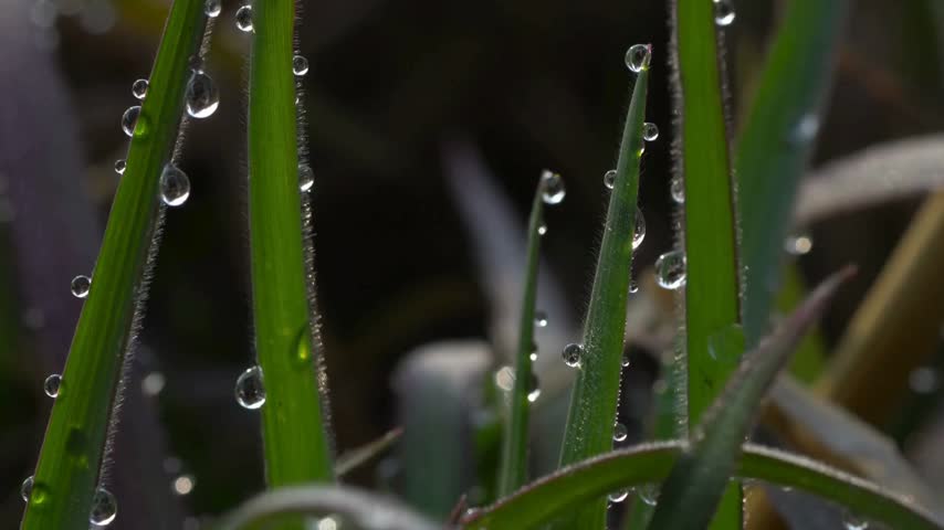 Dew drops reflect sunlight on blades of grass in a lush green environment showcasing the beauty of nature during early morning light