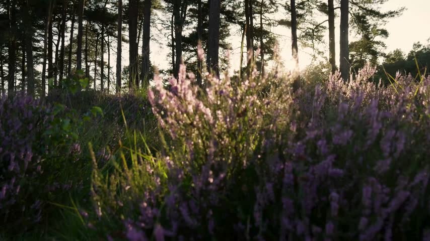 Sunlight shines through tall trees creating warm lighting on blooming wildflowers in a forest setting. Beautiful nature scene captures fresh greenery and vibrant colors.
