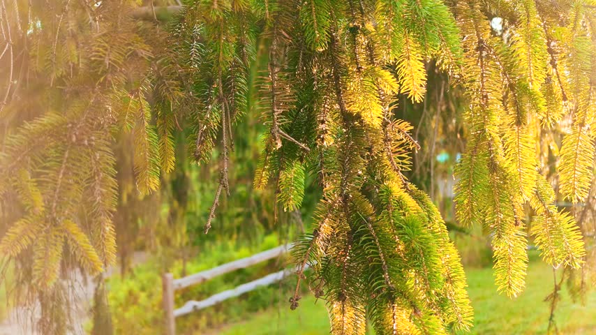 Warm sun rays filtering through evergreen spruce branches with a lens flare in a country garden.
