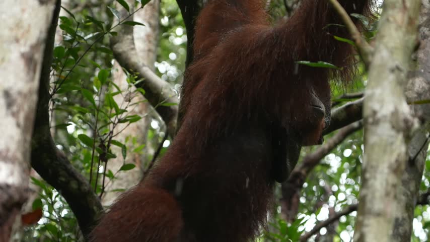 Wild Bornean Orangutan Traveling Through Lush Rainforest in Heavy Rainfall, Red Haired Primate Moving Between Trees and Wet Green Vegetation