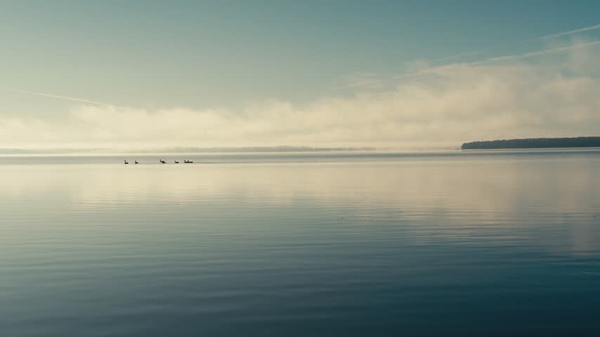 Geese swim across a calm lake in the early morning with soft clouds and a distant shoreline