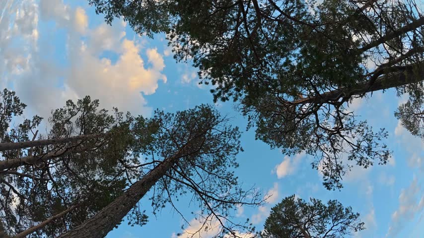 Drifting clouds pass over the tops of trees against the open sky.