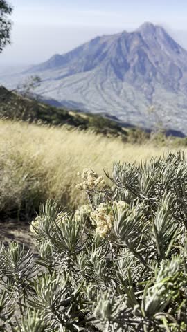 Edelweiss flower in the hiking trail in Merbabu