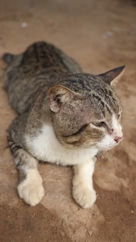 Close-up of a grey cat, a pet animal 