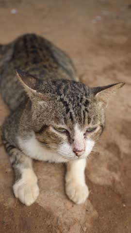 Close-up of a grey cat, a pet animal 