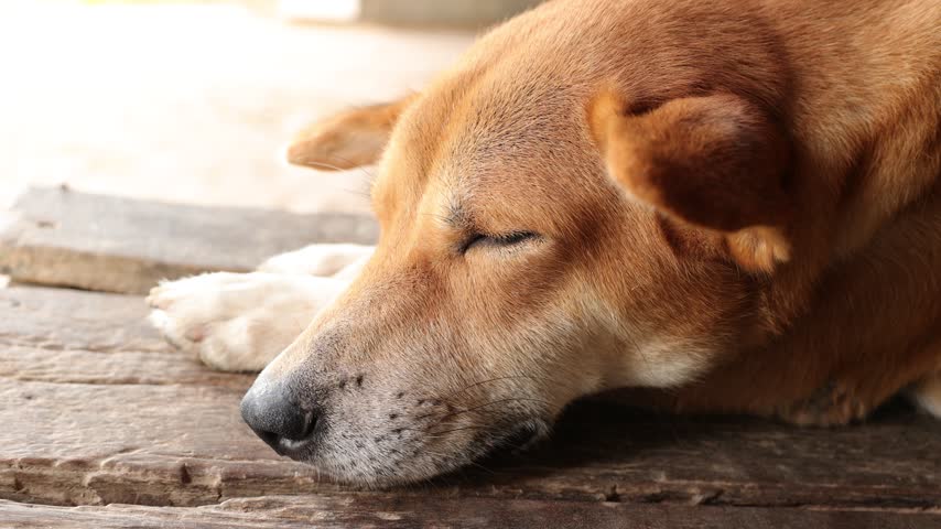 Close-up of a grey dog, a pet.