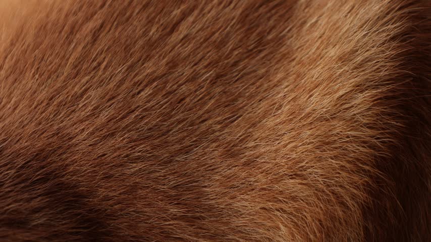 Close-up of a grey dog, a pet.