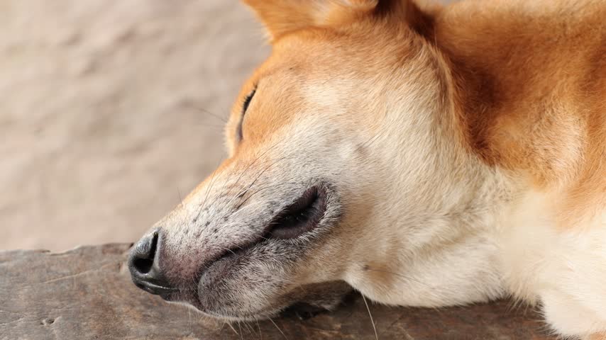 Close-up of a grey dog, a pet.