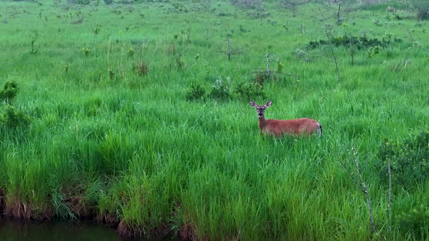 A white tailed deer stands alert in a lush green wetland meadow near Hessel in the Upper Peninsula of Michigan.