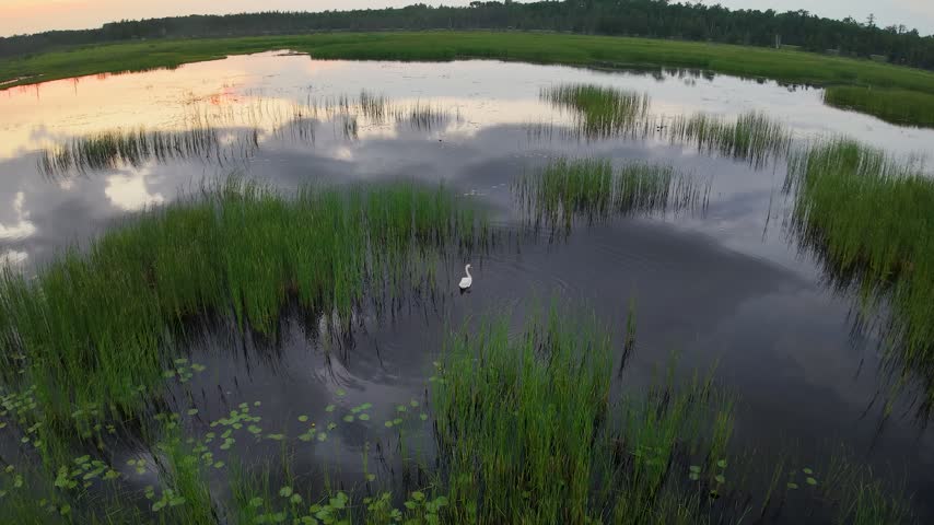A solitary white swan wades in a broad reflective wetland surrounded by reed beds at dusk near Hessel Michigan.