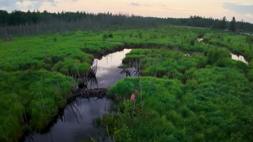 Deer on bank of marsh stream curves through lush grass toward a forested horizon under soft evening light near Hessel Michigan.