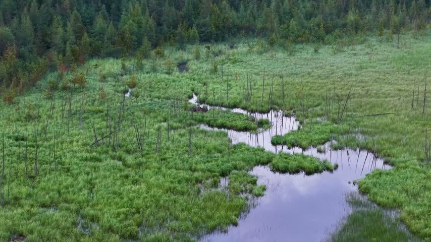 Aerial footage follows a narrow twisting creek through dense green marsh reeds with forest along the far edge in Hessel Michigan.