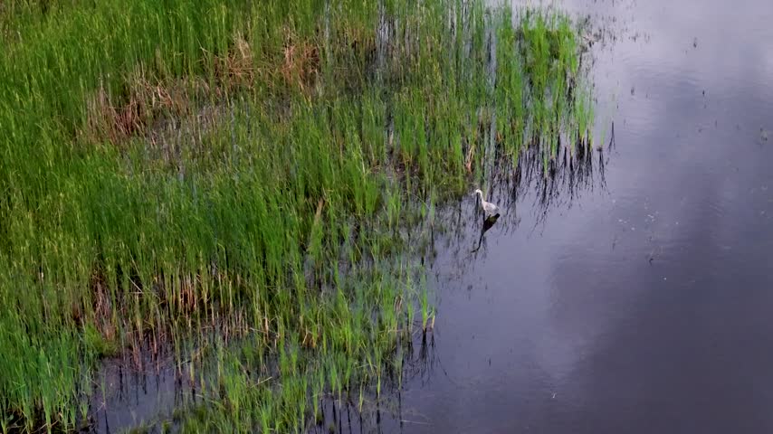 A great blue heron stands still beside a dense wall of marsh reeds and dark shallow water near Hessel Michigan.