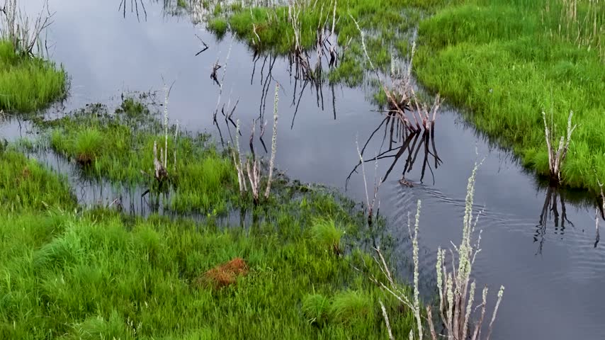 A small duck paddles through dark marsh water beside grassy banks and exposed branches near Hessel Michigan.