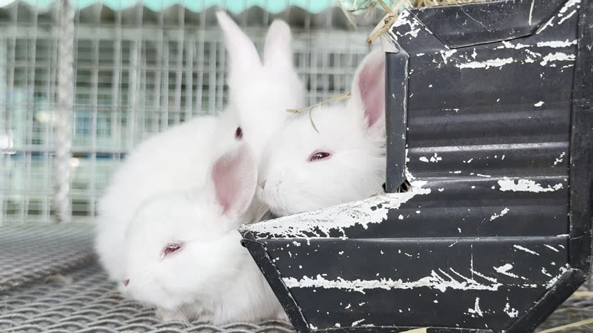 Three baby rabbits (Oryctolagus cuniculus) crowding around a black feed trough inside a wire hutch, wide horizontal shot. Sweet fluffy video for pet, nursery and greeting-card style projects.