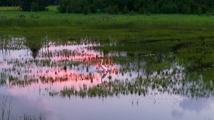 White Egret walks amongs Pink evening light reflects in shallow marsh water among grasses near Hessel in the Upper Peninsula of Michigan.