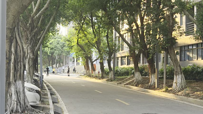 Tree lined roads and shaded walkways surrounded by lush greenery on a university campus during daytime.