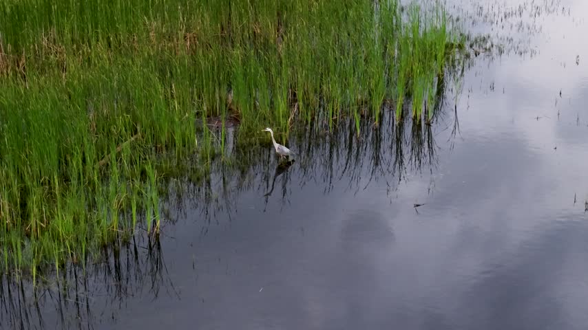 A great blue heron wades at the edge of tall green reeds beside calm marsh water near Hessel Michigan.