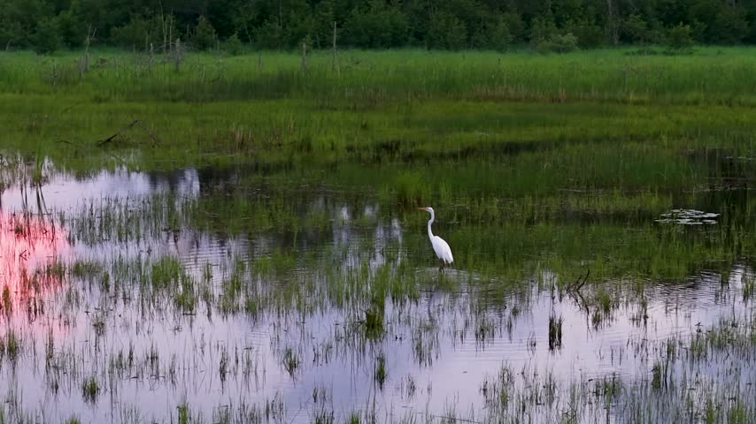 A white egret wades through shallow reflective marsh water as pink evening light falls across grasses near Hessel Michigan.