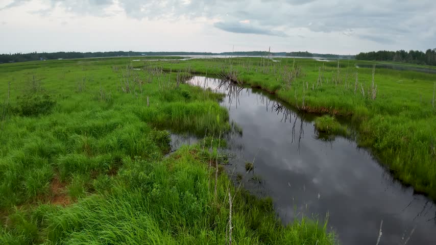 A drone follows a winding dark creek through vivid green wetland grass and scattered bare trunks near Hessel Michigan.