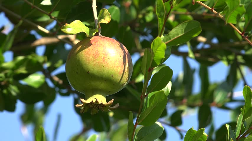 Pomegranate Branches in Tree, Fruits in Orchard, Garden Rustic View in Lefkada Greece