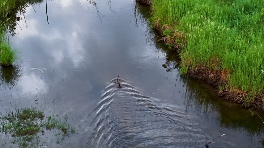 Overhead drone view of a duck swimming up a reflective marsh channel and leaving a wide V shaped wake between grassy banks.