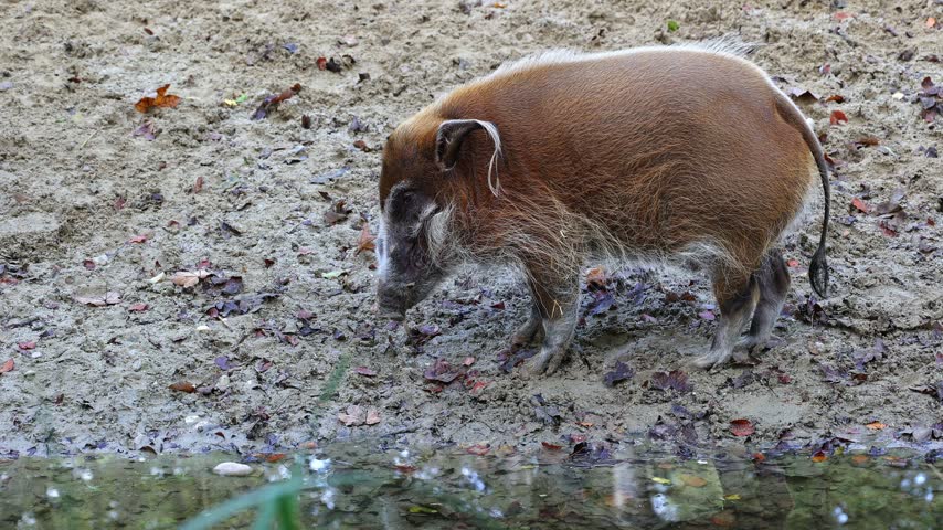 Red river hog, Potamochoerus porcus, also known as the bush pig. This pig has an acute sense of smell to locate food underground.