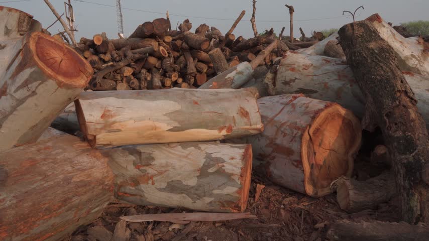 Camera pans right across large piles of cut tree trunks and timber logs in an outdoor setting.