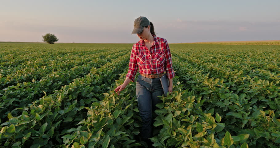 Young agronomist examining a soybean crop in a vast agricultural field. A female farmer with a laptop inspecting the quality of the plants