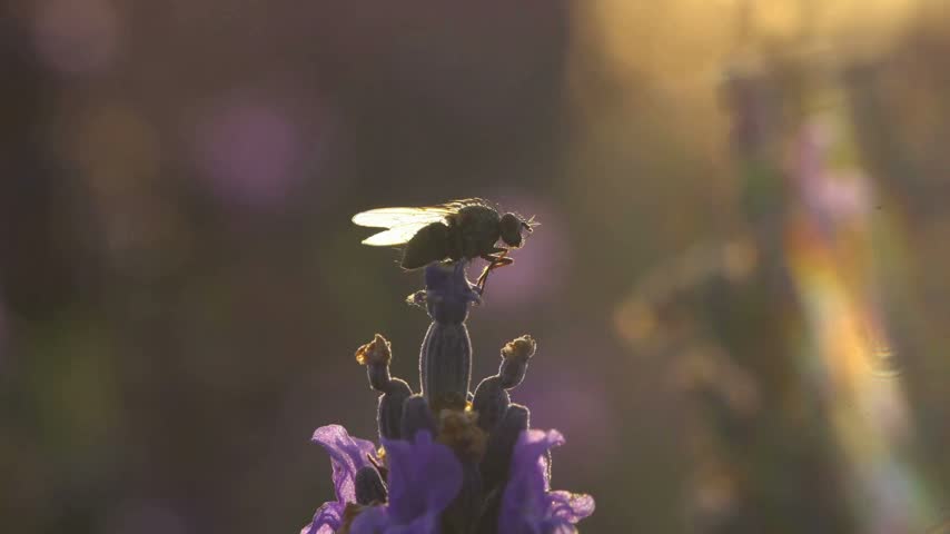 Detailed macro shot showing tiny fly resting on top of vibrant purple lavender flower head illuminated by soft golden hour sunlight creating warm glow with blurred meadow background in summer season.