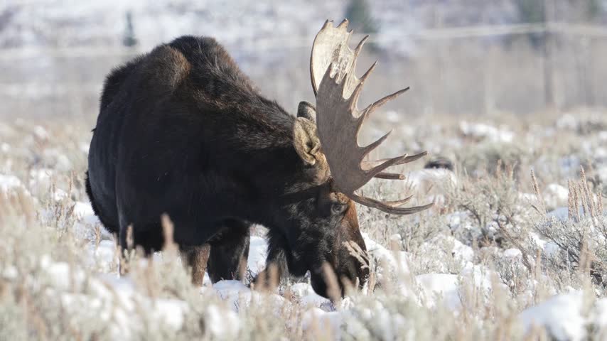 A majestic bull moose grazes on sparse winter vegetation in the snowy Wyoming wilderness, showcasing natural wildlife behavior in a cold mountain environment.