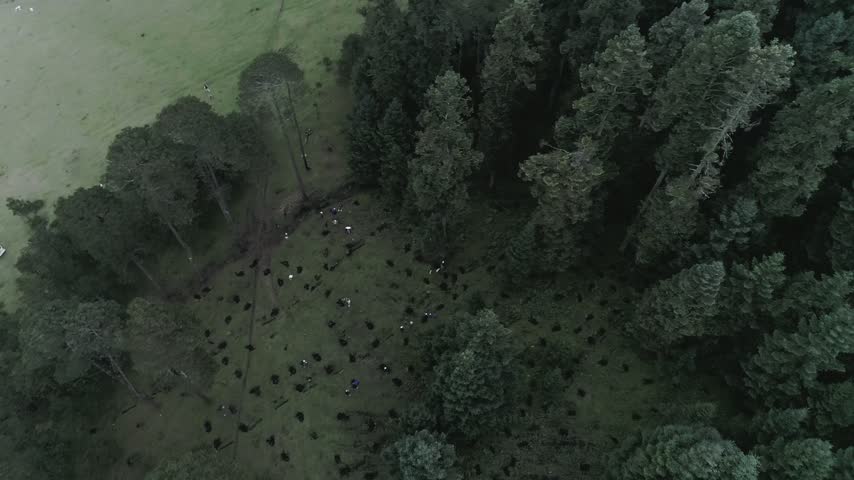 Aerial view shows dense evergreen forest with tall trees and misty rural landscape visible beyond the woodland in Mexico