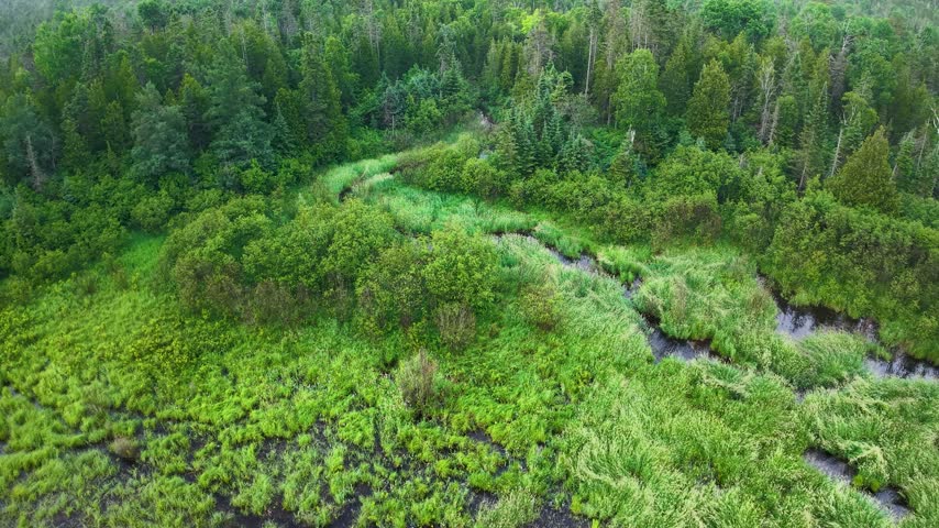 A narrow dark creek winds through bright green marsh plants beside dense Upper Peninsula forest near Hessel Michigan.