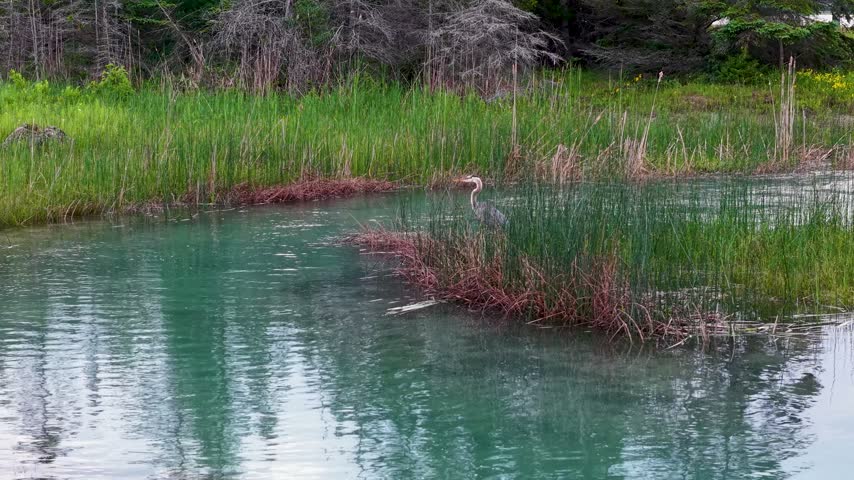 A great blue heron stands in turquoise wetland water among tall reeds along a forested shoreline near Hessel Michigan.